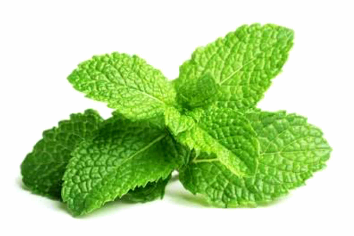 Benefits eating of Mint