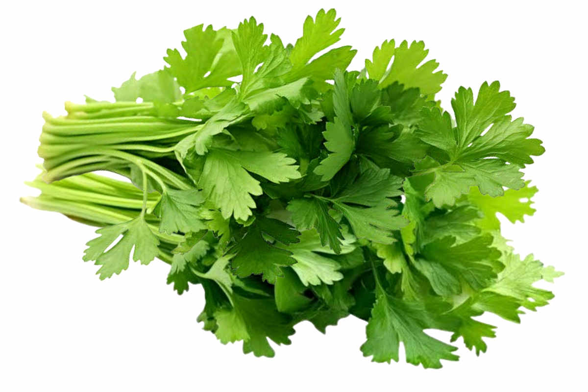 Health Benefits of Coriander