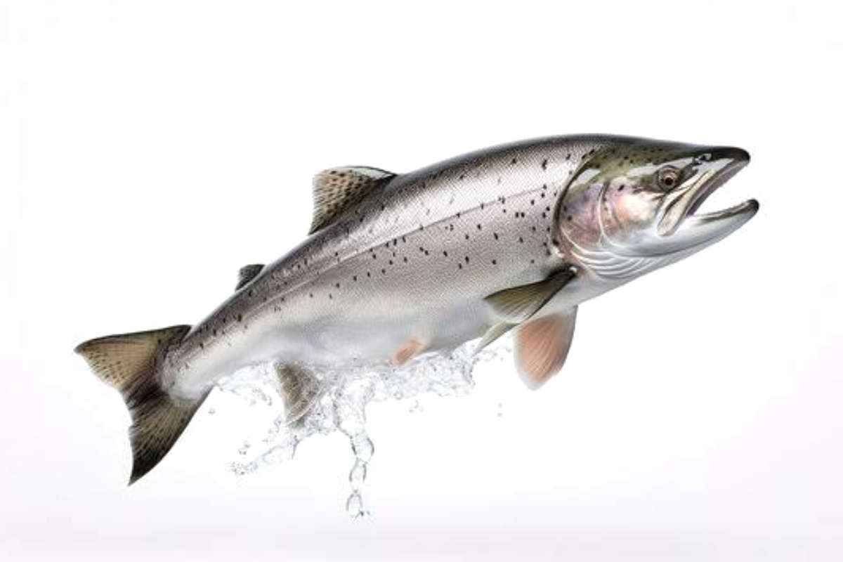 Benefits of Salmon