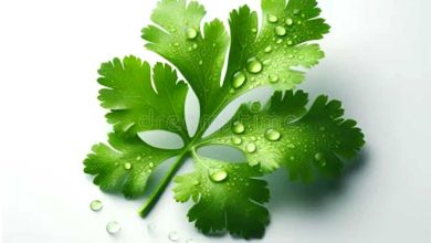 Eating rules of coriander leaves