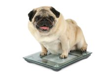 Boost dog immune system