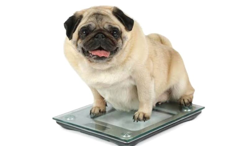 Boost dog immune system