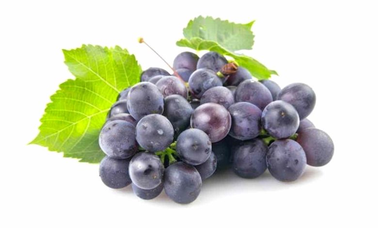 Benefits of concord grapes