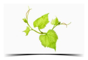 Health benefits of grape leaves