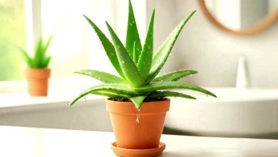 Benefits of aloe vera